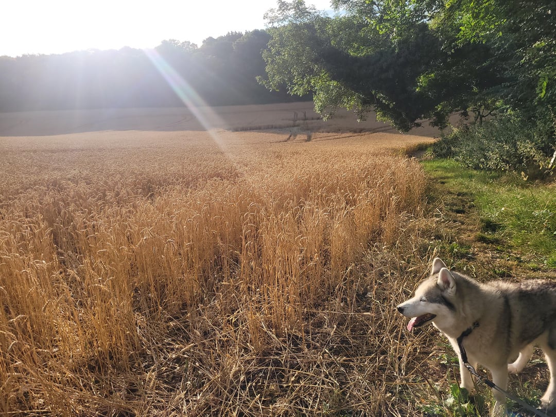 Pictures from my morning walk after the night shift.