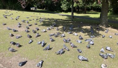 I fed birds on my summer holiday :)