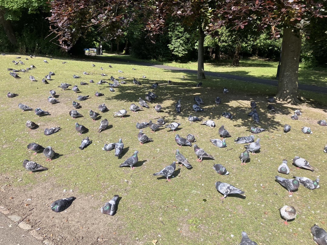 I fed birds on my summer holiday :)