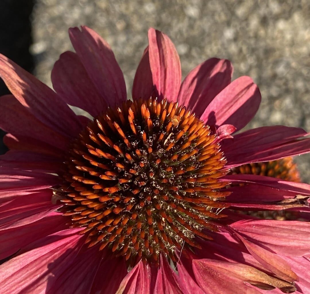 Kann man das innere der Blüte von Echinacea trocknen?