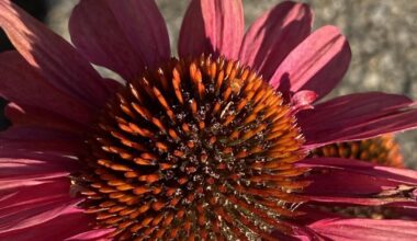 Kann man das innere der Blüte von Echinacea trocknen?