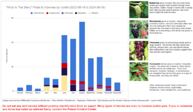 [OC] It's not always pokeweed, actually: Berry ID posts to /r/berries by month