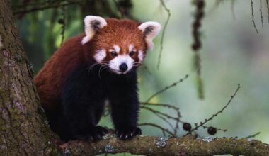 Hello from one of the recent arrivals at Peak Wildlife Park.