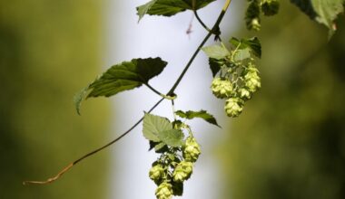 Lancement de la récolte du houblon en République tchèque