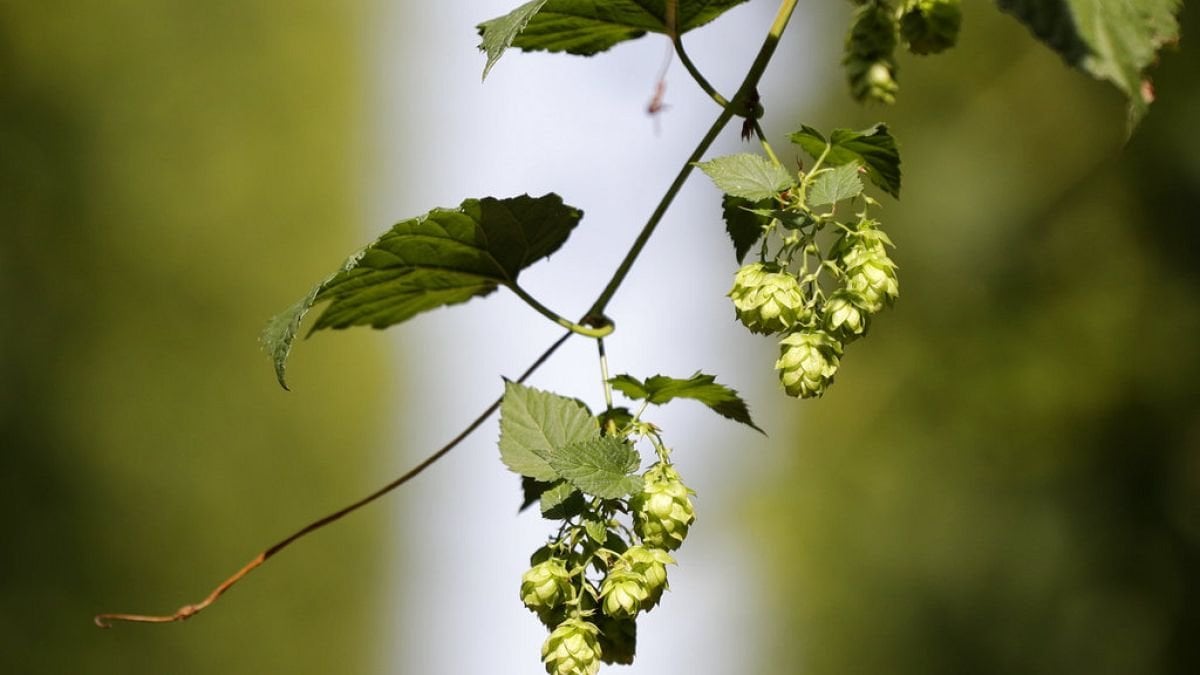 Lancement de la récolte du houblon en République tchèque