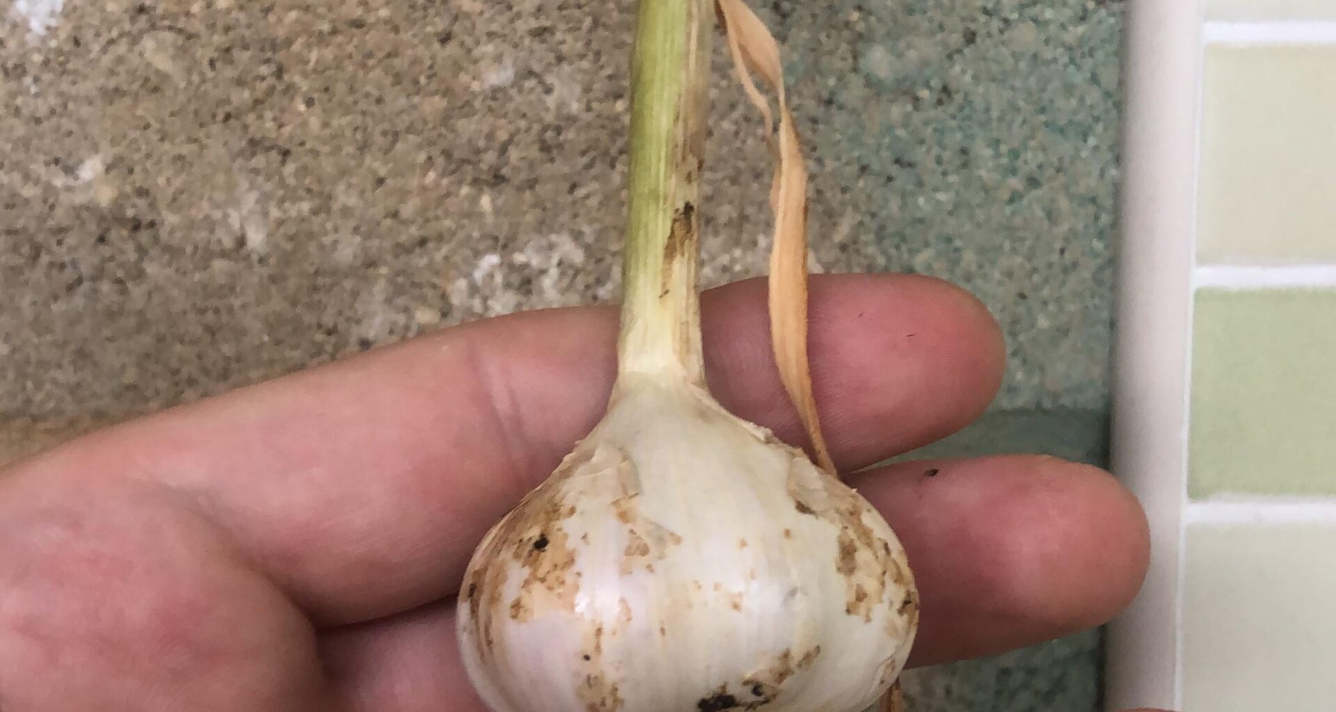 I grew some garlic it’s small but it’s what you do with it.