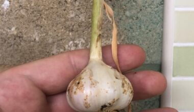 I grew some garlic it’s small but it’s what you do with it.