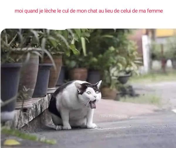 La chatte a pas le même goût