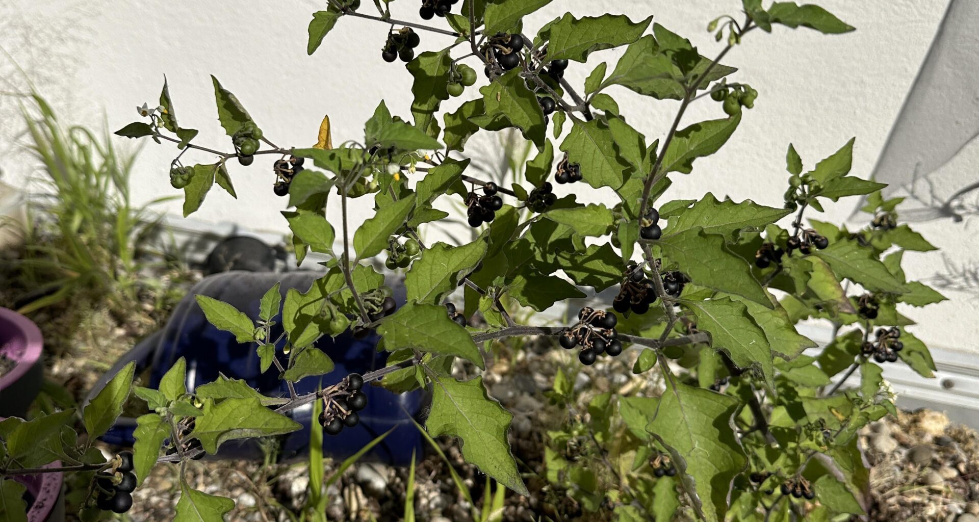 Sind das Heidelbeeren die auf meiner Terasse wachsen?