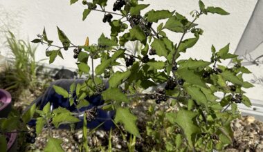 Sind das Heidelbeeren die auf meiner Terasse wachsen?