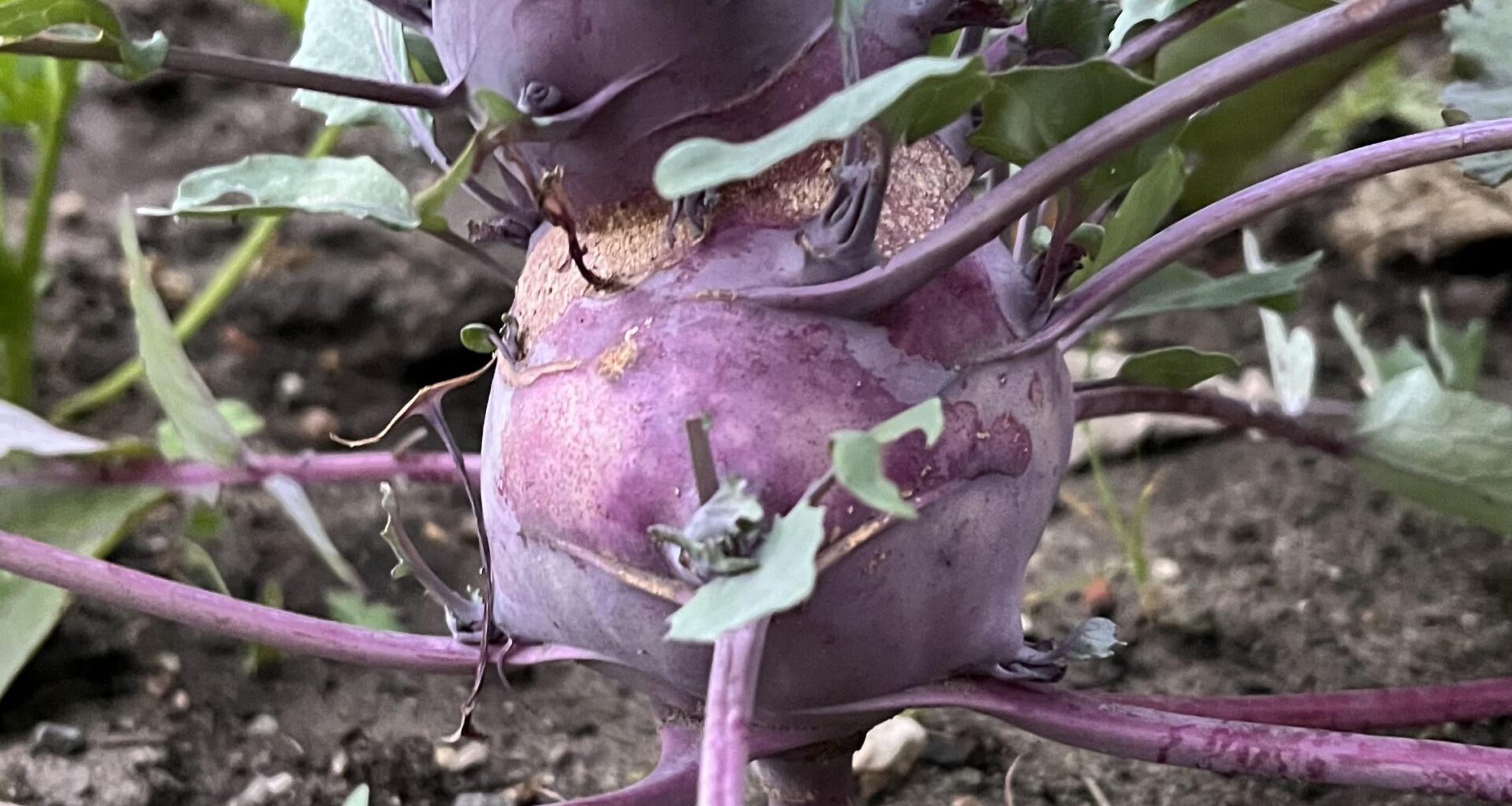 Warum wächst da ein Kohlrabi auf meinem Kohlrabi?