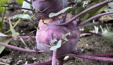 Warum wächst da ein Kohlrabi auf meinem Kohlrabi?