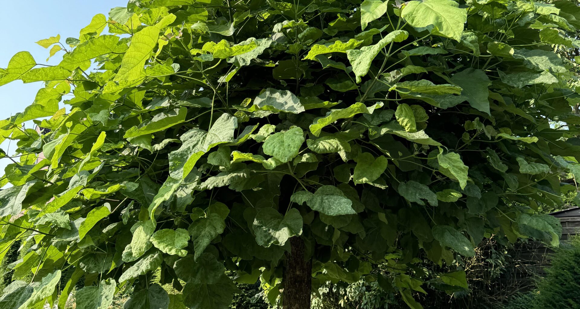 Was ist das für ein Baum?