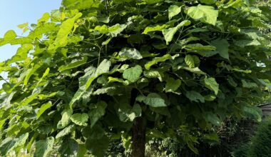 Was ist das für ein Baum?