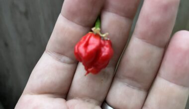 Carolina reaper down in one or nibble ?