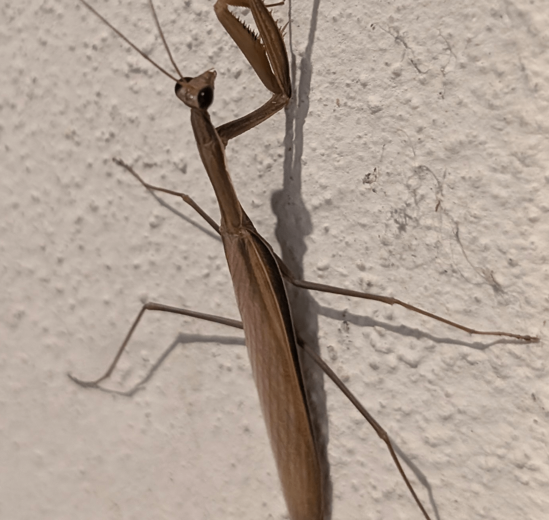 Gottesanbeterin bei uns im Garten