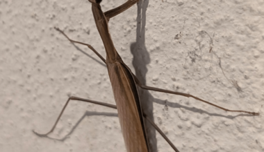 Gottesanbeterin bei uns im Garten