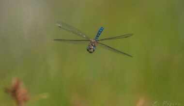 A couple of shots I got of Dragonflies in flight.