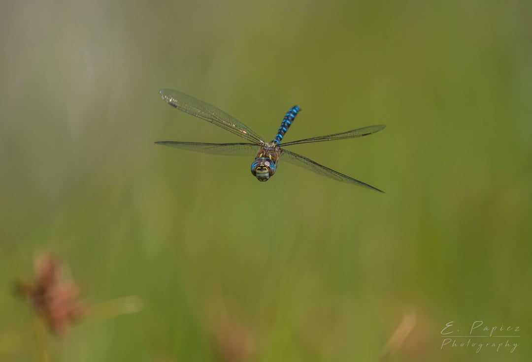 A couple of shots I got of Dragonflies in flight.