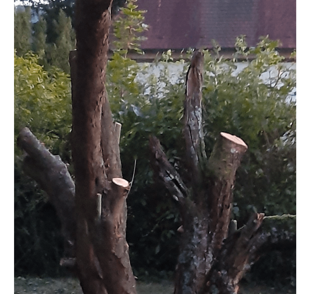 Kann mein Zwetschgenbaum wieder austreiben oder ist er jetzt tod?