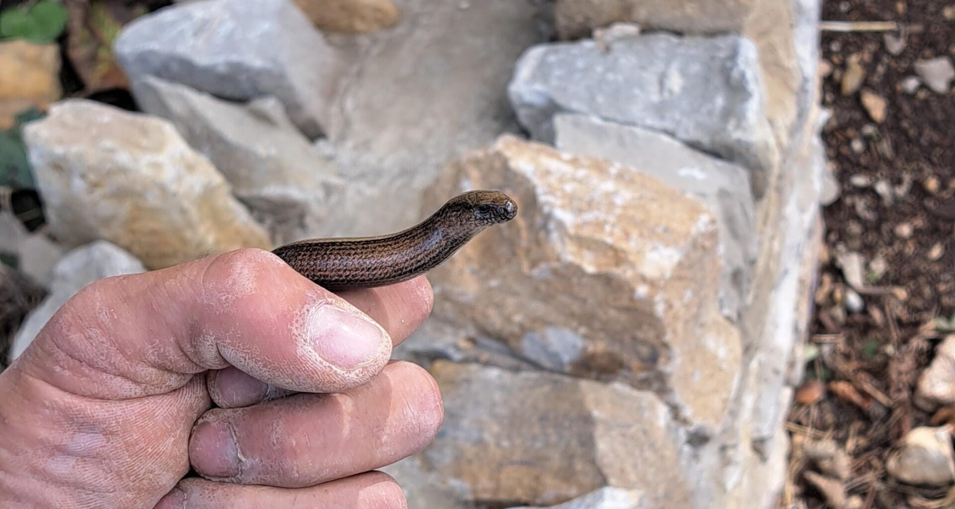 Slow Worm Appreciation Post