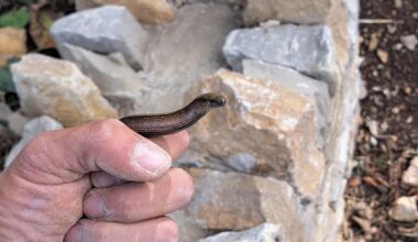 Slow Worm Appreciation Post