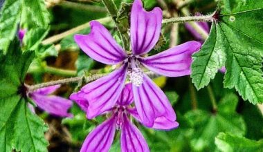 Local flora from a recent walk