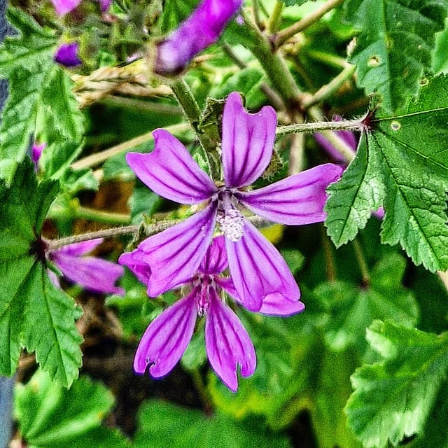 Local flora from a recent walk