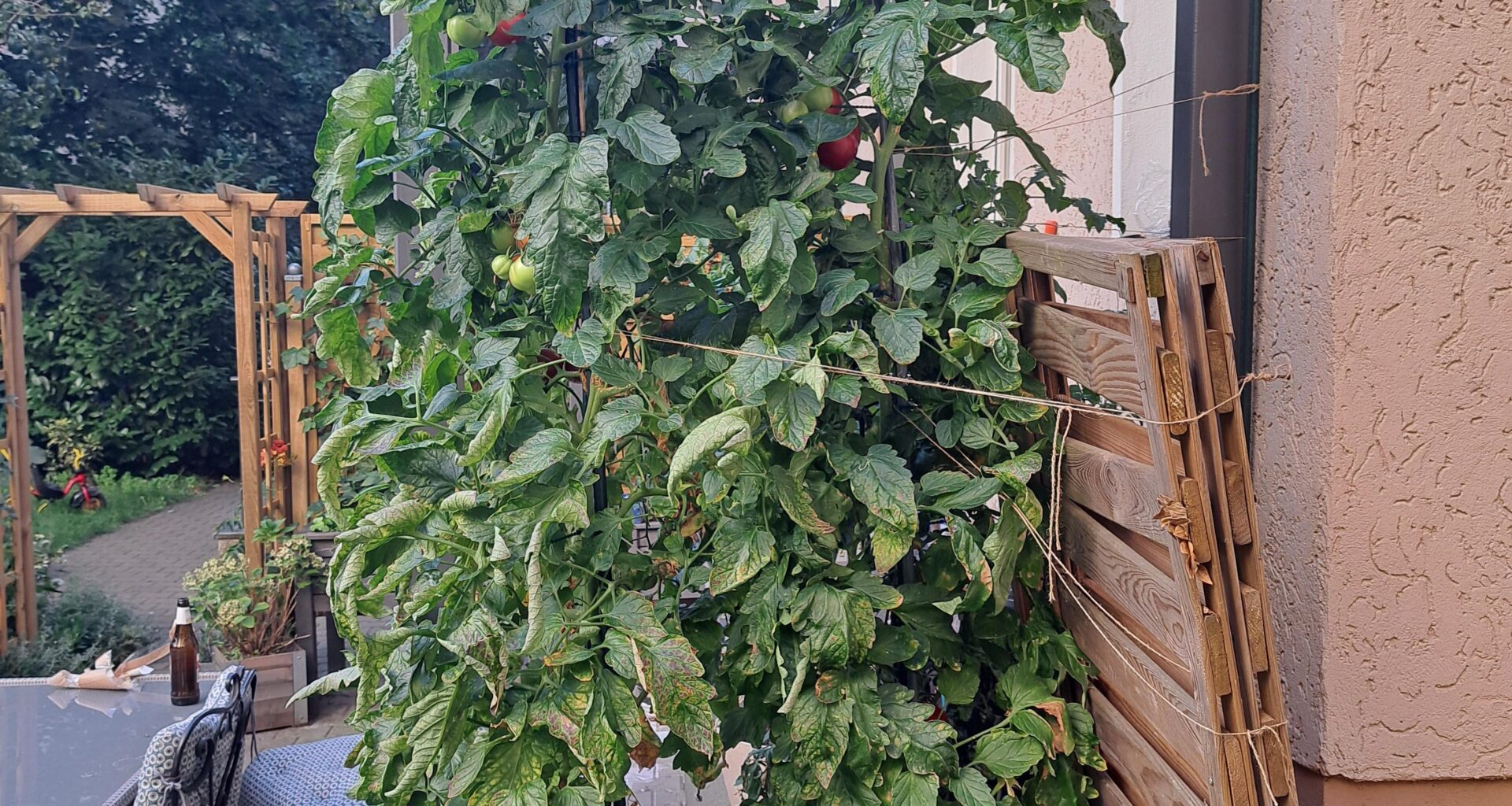 Tomaten eskalieren