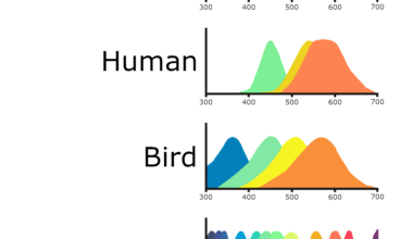 [OC] Vision cone spectrums of several species