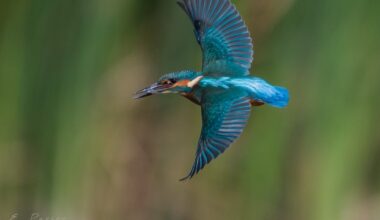 A beautiful Kingfisher I saw today.