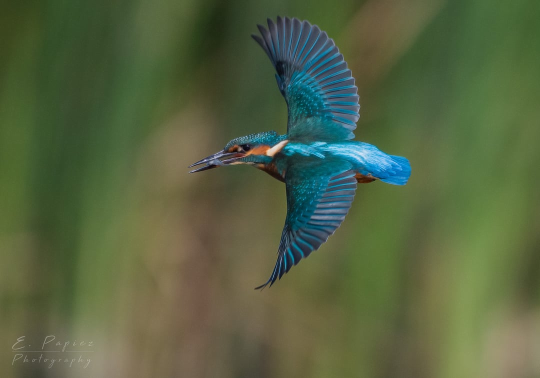 A beautiful Kingfisher I saw today.