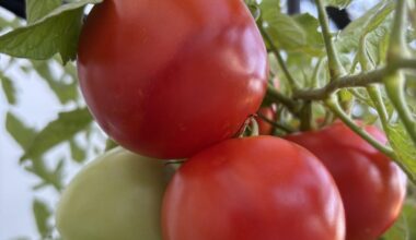 Was fehlt meinen Tomaten?