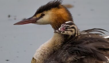 A few photos I took of a Great crested grebe with babies onboard.