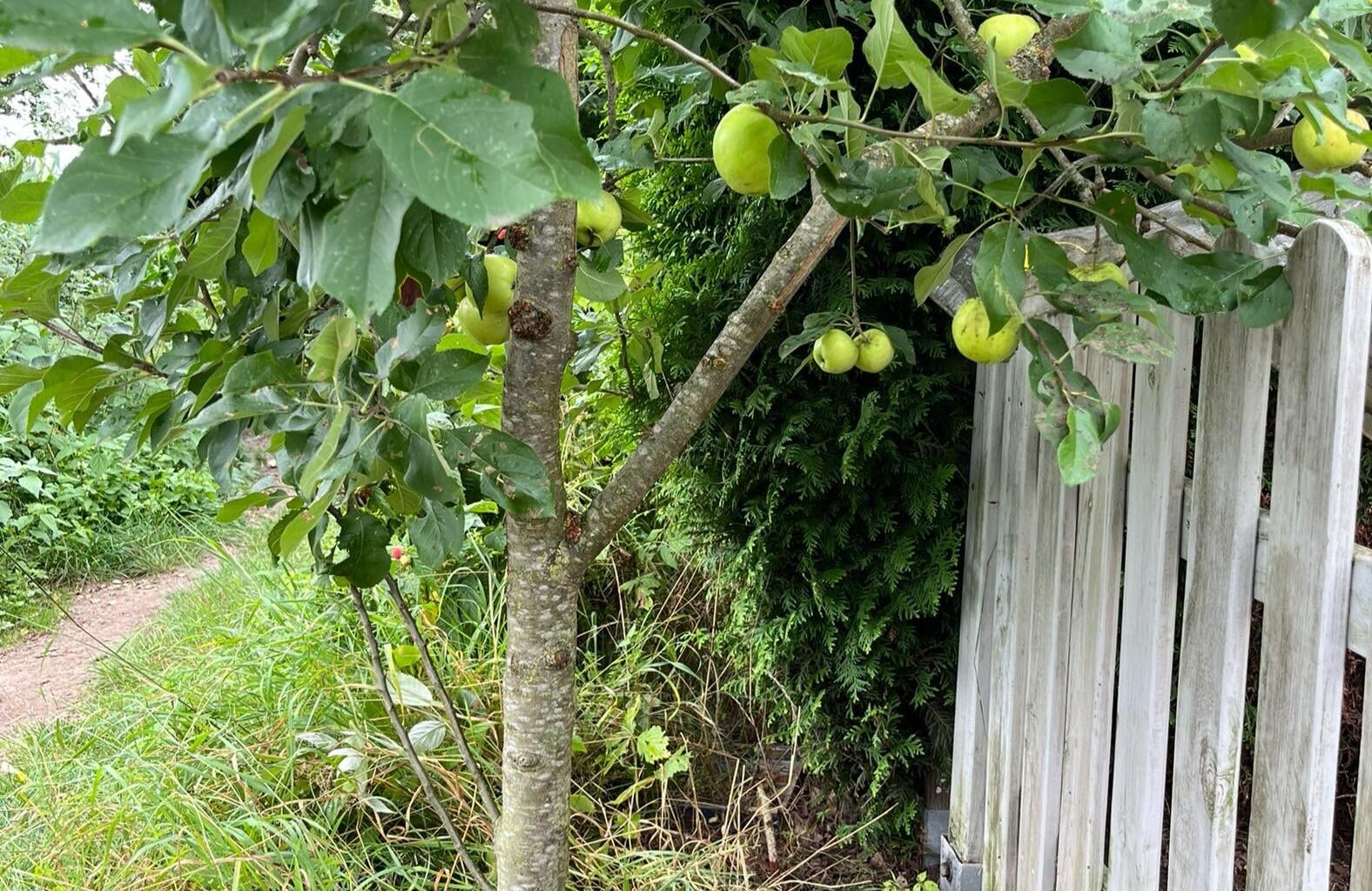 Darf ich den Apfelbaum kürzen