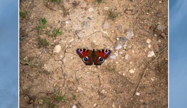 Anyone been seeing any cool butterflies?