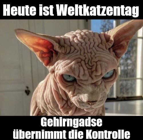 ich🐈iel