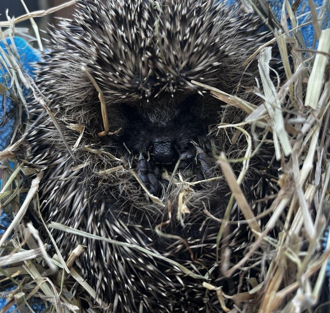 Released a juvenile hedgehog