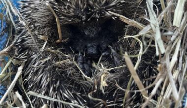 Released a juvenile hedgehog