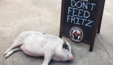 Southern European worker spotted in Germany. They even gave him a local name 😍