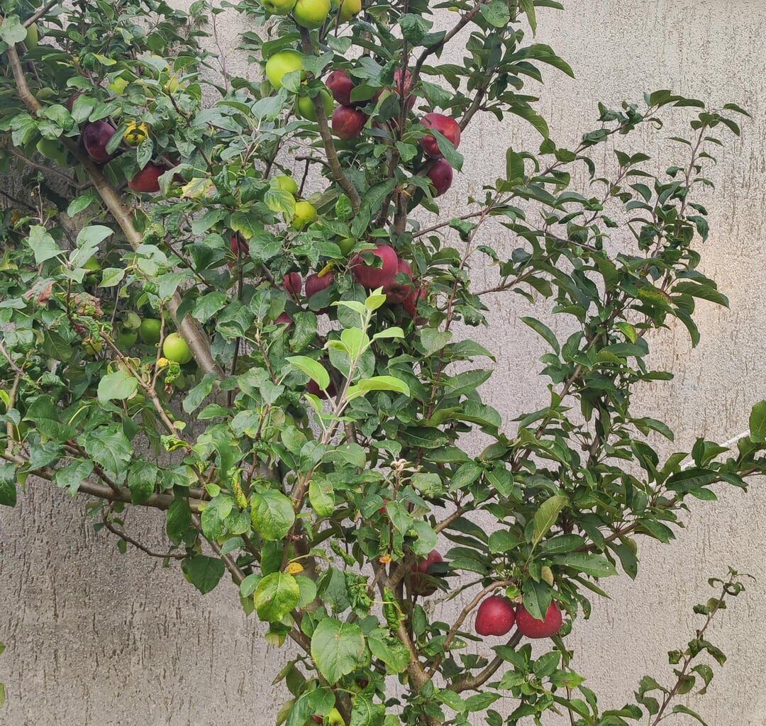 Welchen Apfelbaum habe ich in meinem Garten?