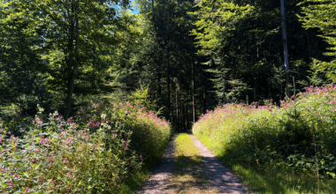 The Bavarian forests at the Alps this summer. 🌷 Beautiful areas invite you to relax in the midst of peaceful rural nature. 🌲 Anyone who is interested in this natural atmosphere can take part virtually and enjoy this tranquil atmosphere with a detailed video at my profile.