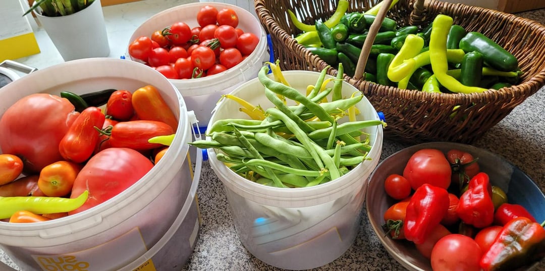 Mein Hochbeet geht über vor Gemüse, und ich freue mich 🍅🥕🥦🫑