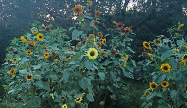 Die Sonnenblumen meins Bruders