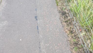 Always seen but never considered. Why is there pink stones put into pavements? Is it grip or something?