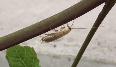 Sind das Kakerlaken ?