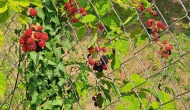 Es ist ein gutes Jahr für Brombeeren