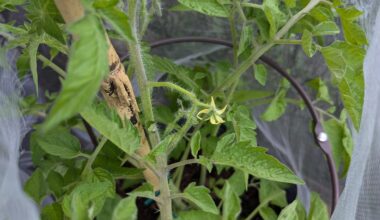 Meine Tomaten bekommen Blüten 🥹