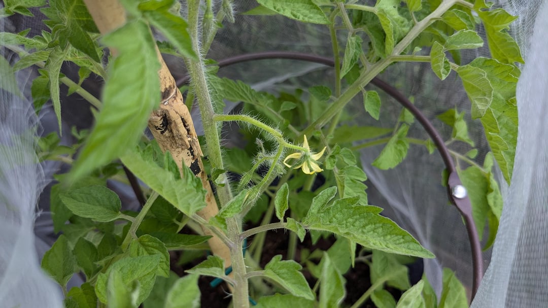 Meine Tomaten bekommen Blüten 🥹