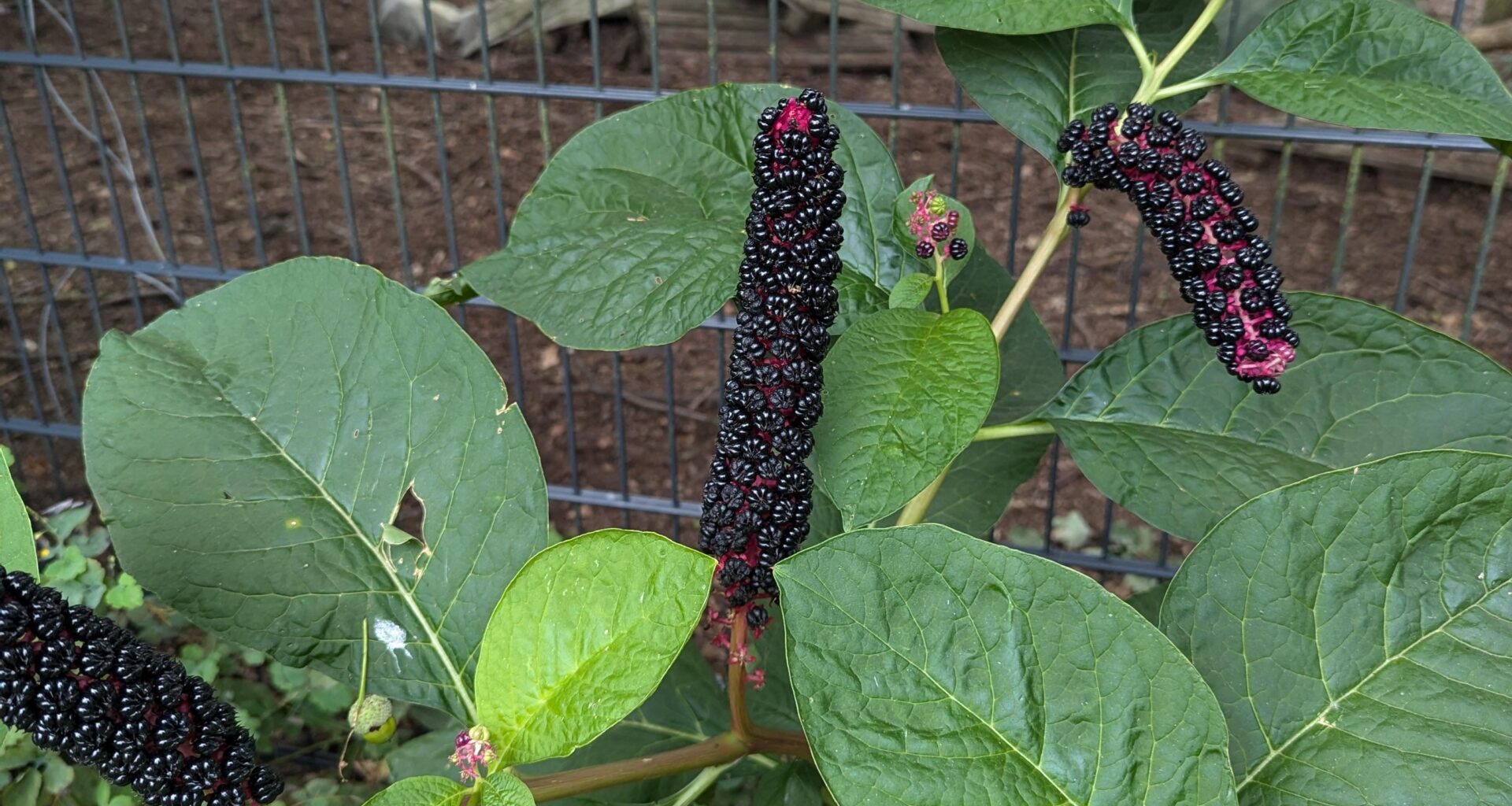 Kann mir jemand sagen was da in meinem Garten wächst?